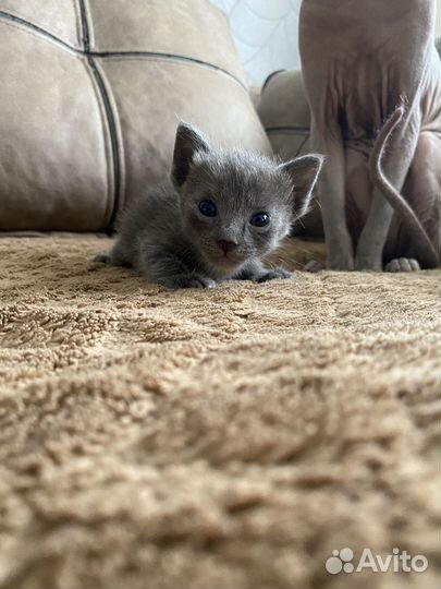Котята Донского сфинкса