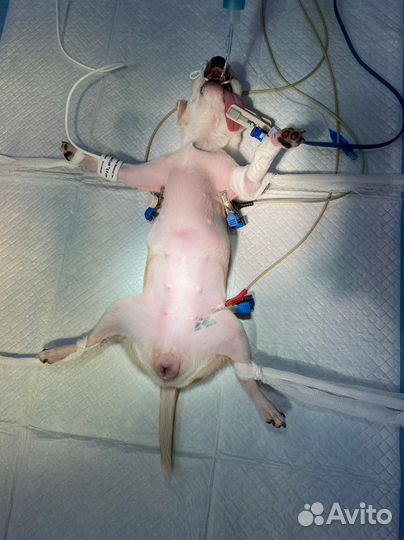 Ветеринарный врач. Ветеринарная клиника. Срочный в