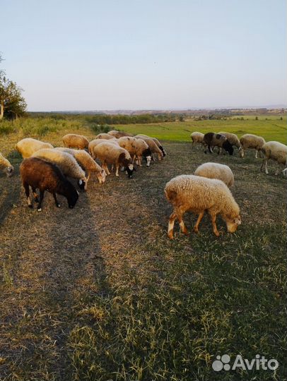 Овцы бараны
