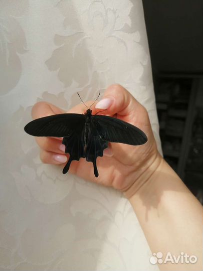 Живые бабочки от