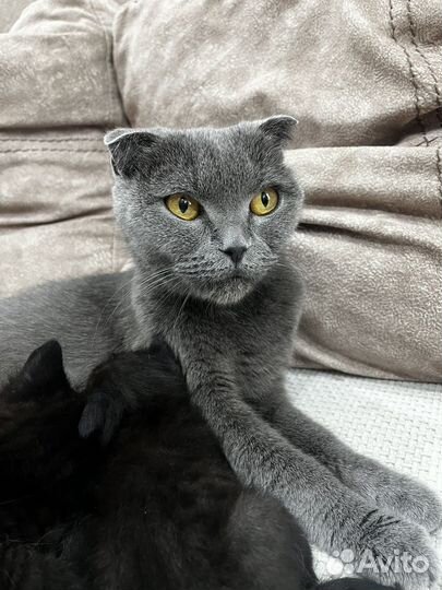 Подарим котят