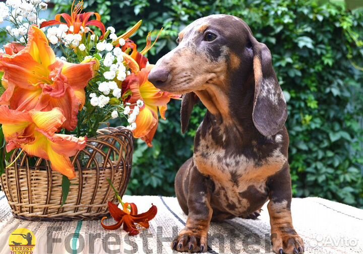 Щенок стандартной таксы - РКФ