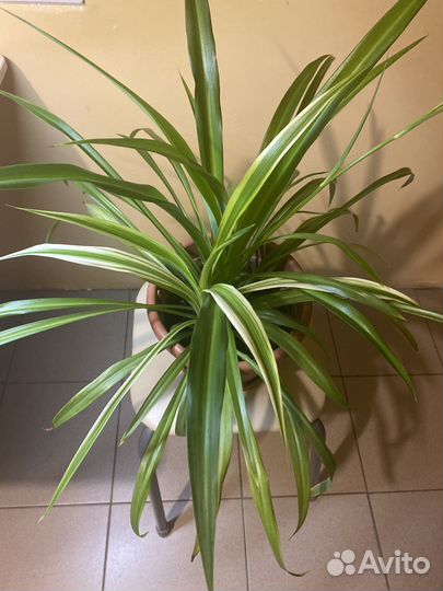 Хлорофитум сорт океан коллекционный