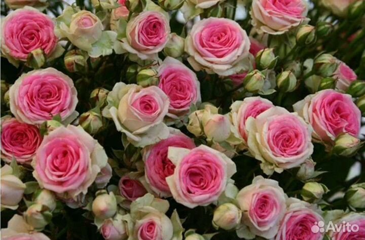 Саженцы розы спрей мими эден принимаю заказы