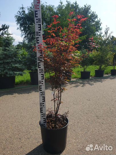Клен веерный, дланевидный 'Atropurpureum'