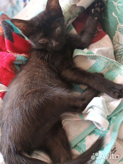 Кошки бесплатно