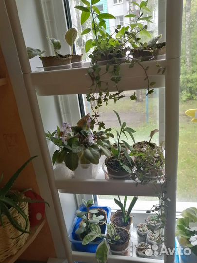 Комнатные растения