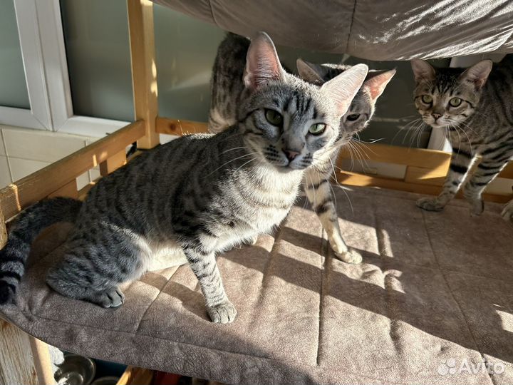 Саванна, чаузи алк - крупные кошки