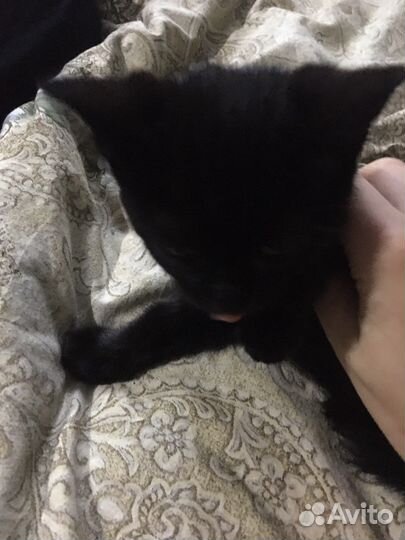 Котята черные