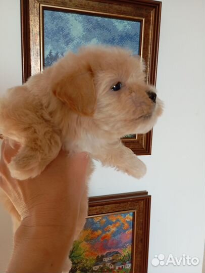 Мальтипу мини и микро