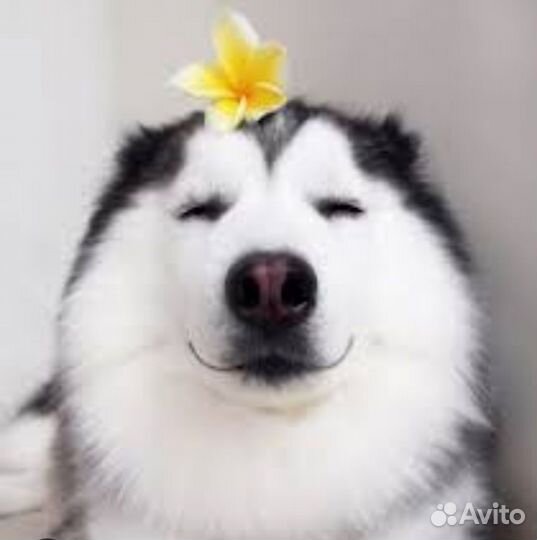 Передержка домашних животных