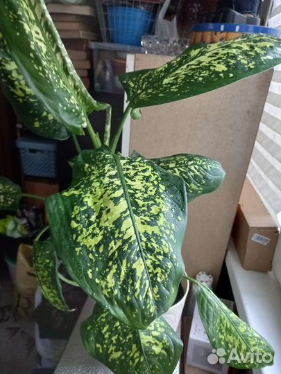 Диффенбахия