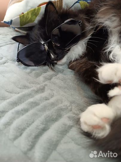 Крутая кошка