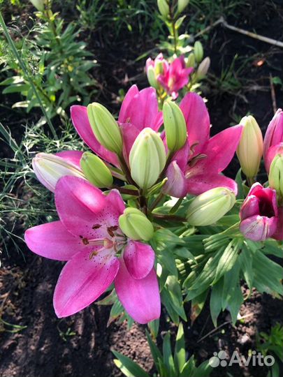 Луковицы лилии