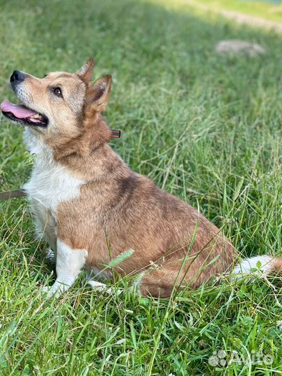 Метис корги в дар