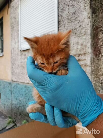 Беспородные котята