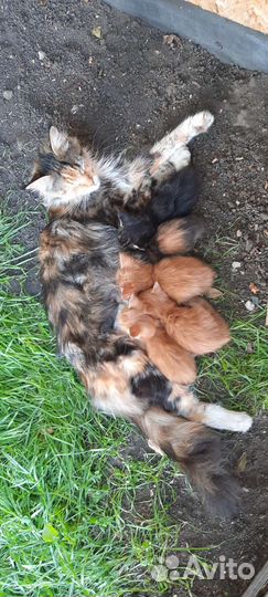 Котята мэйн кун