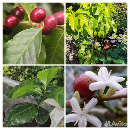 Кофейное дерево, кофе арабика