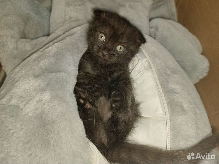 Котятки вислоухие