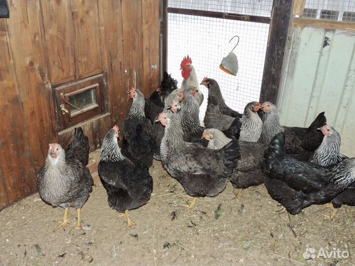Куры молодки несушки
