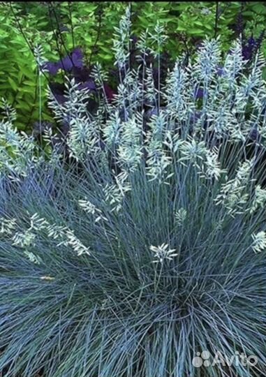 Декоративные /многолетние растения