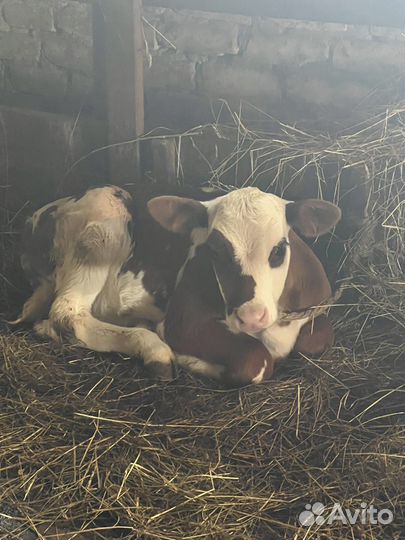 Телки молочные