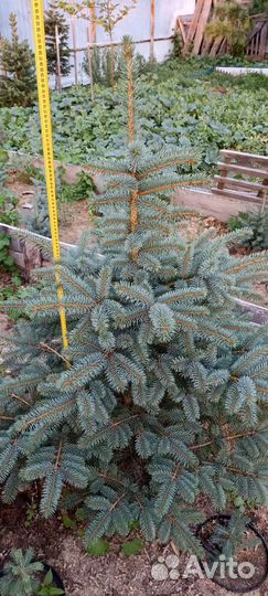 Красавицы ели