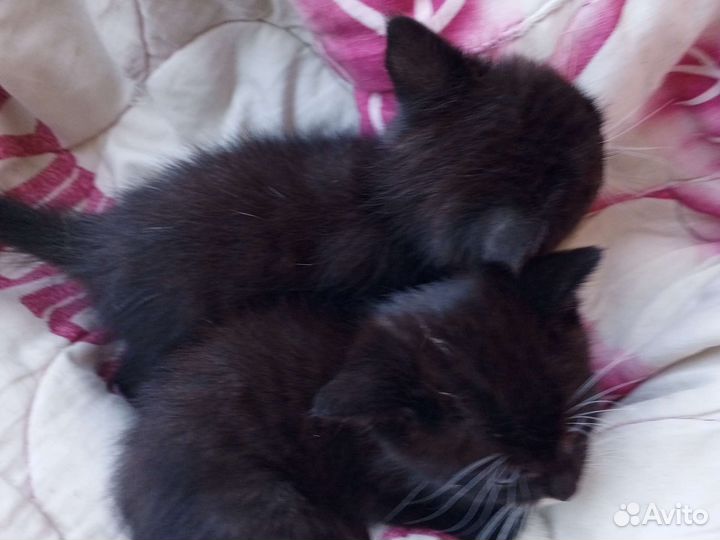 Котенки в добрые руки