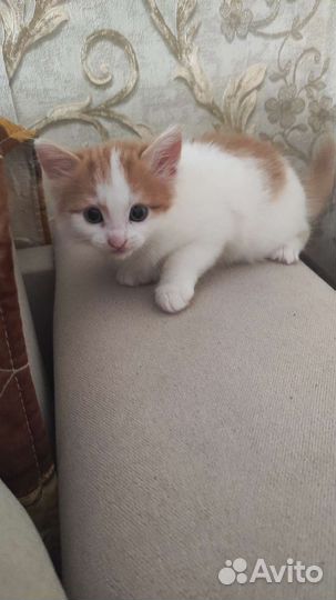 Отдам бесплатно животные