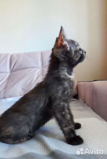 Котенок в добрые руки