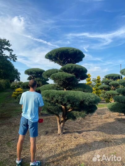 Сосна Ватеррери (Ниваки)