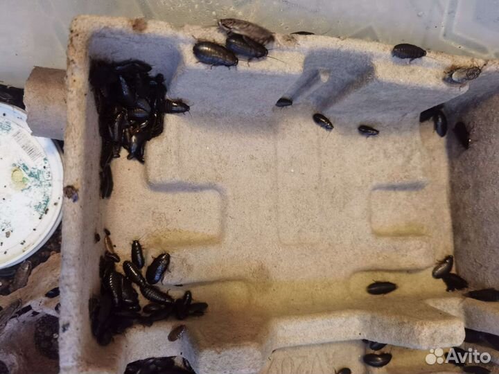 Мраморные тараканы