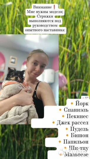 Груминг собак и экспресс-линька кошек