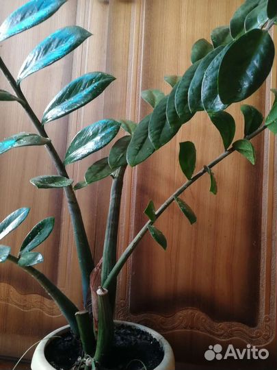 Клеродендрон, и другие