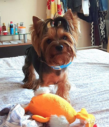 Кобель для вязки