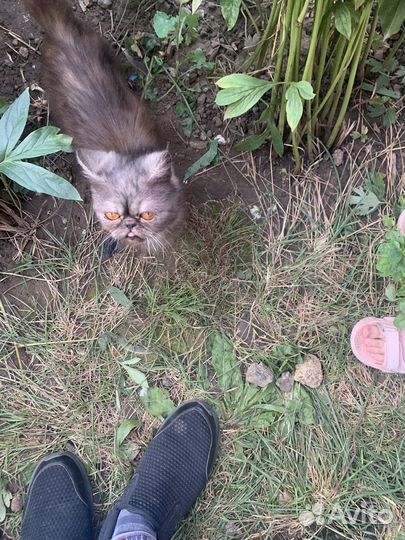 Персидские котята