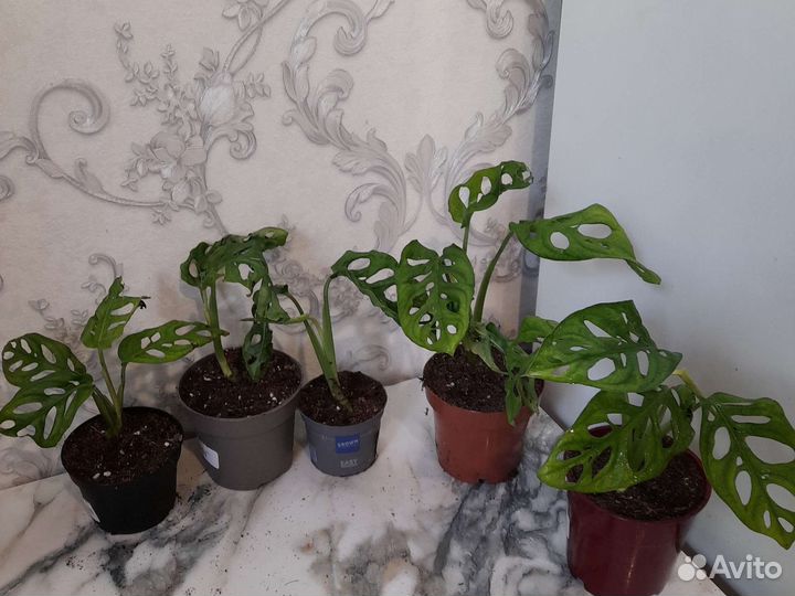 Монстера манки маск