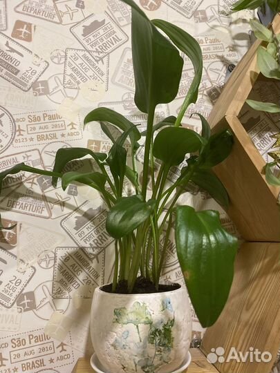 Дримиопсис пятнистый