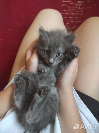 Котята в добрые руки бесплатно коты