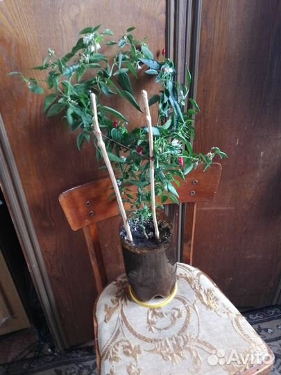 Перец острый домашний, на подоконник