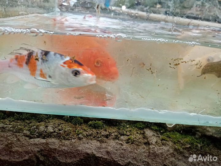 Карпы кои