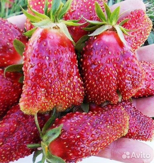 Рассада клубники