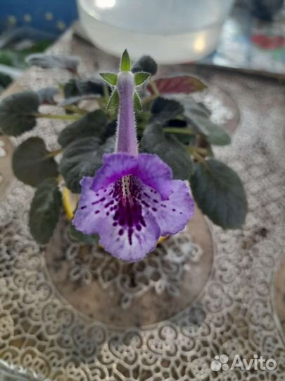 Минисиннингии