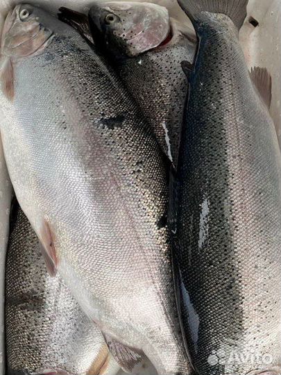 Форель охлажденная непотрошенная
