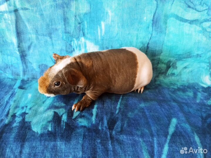 Морские свинки купить