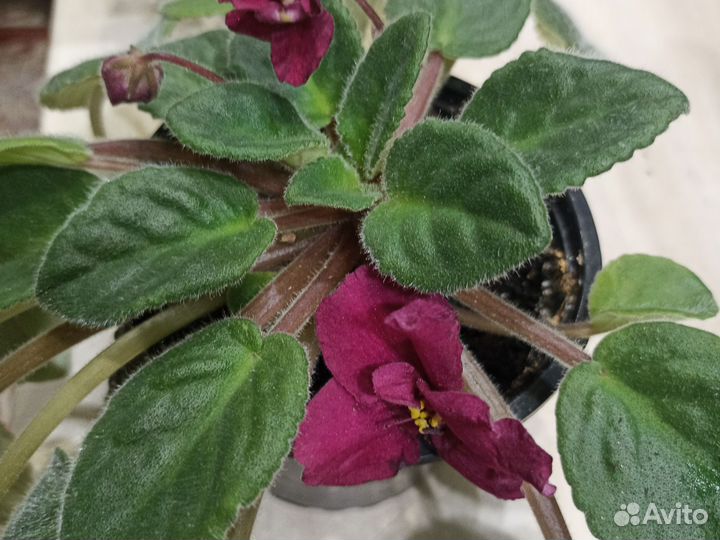 Хлорофитум кудрявый