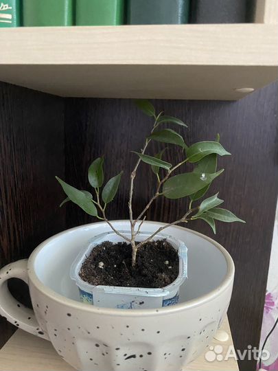 Фикус бенджамина наташа