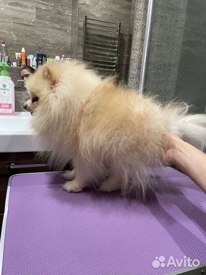 Груминг шпицев (с выездом на дом)