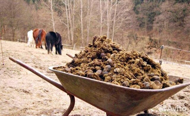 Навоз конский с конюшни