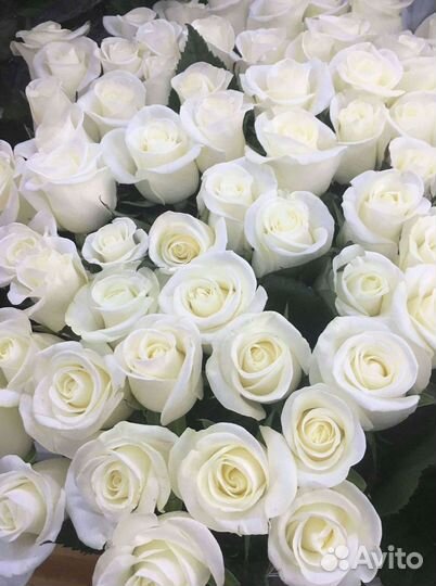 Высокие розы Доставка цветов